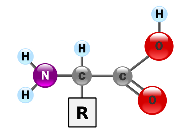 amino-acides